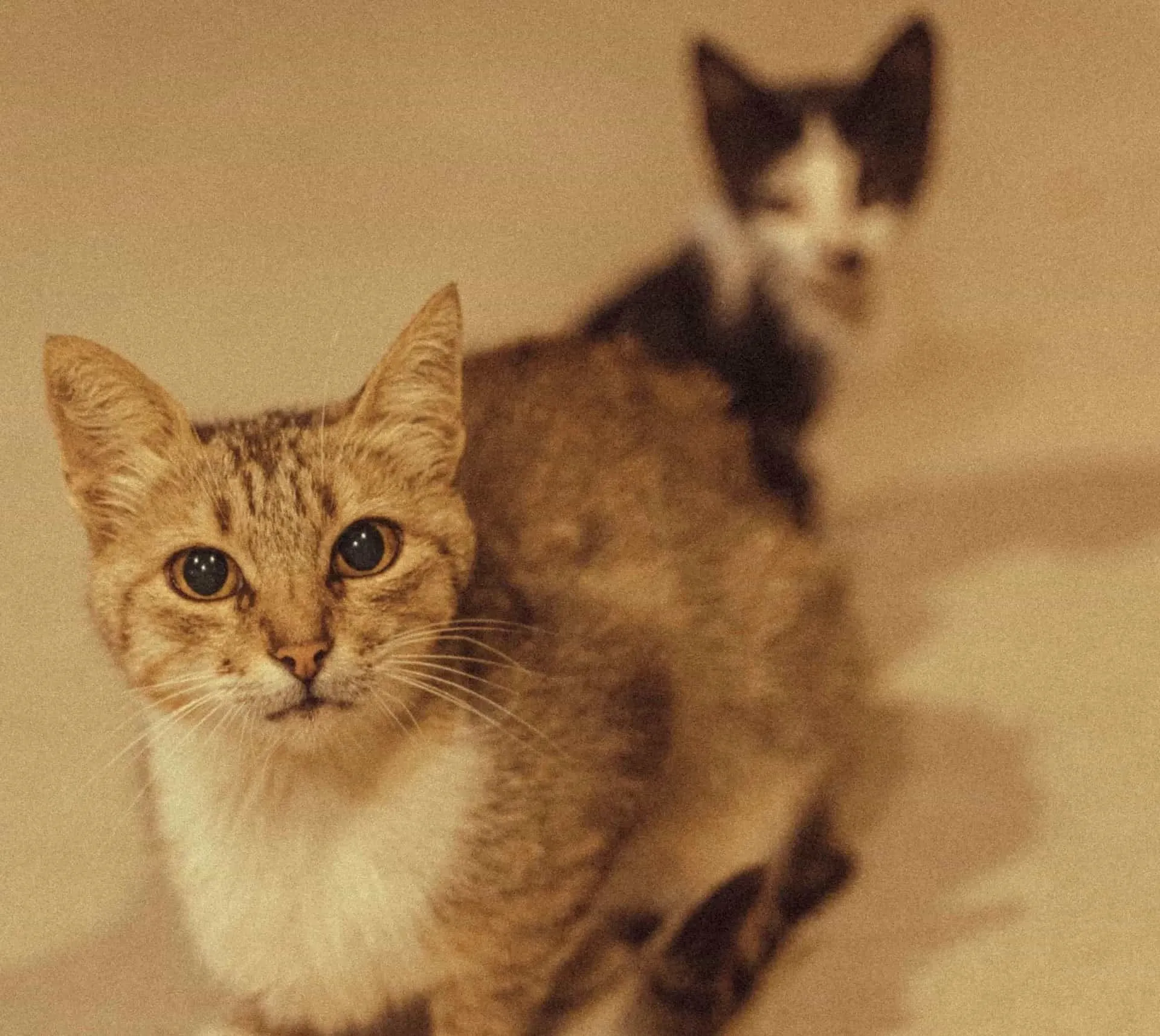 Bandanna artist gallery image 3