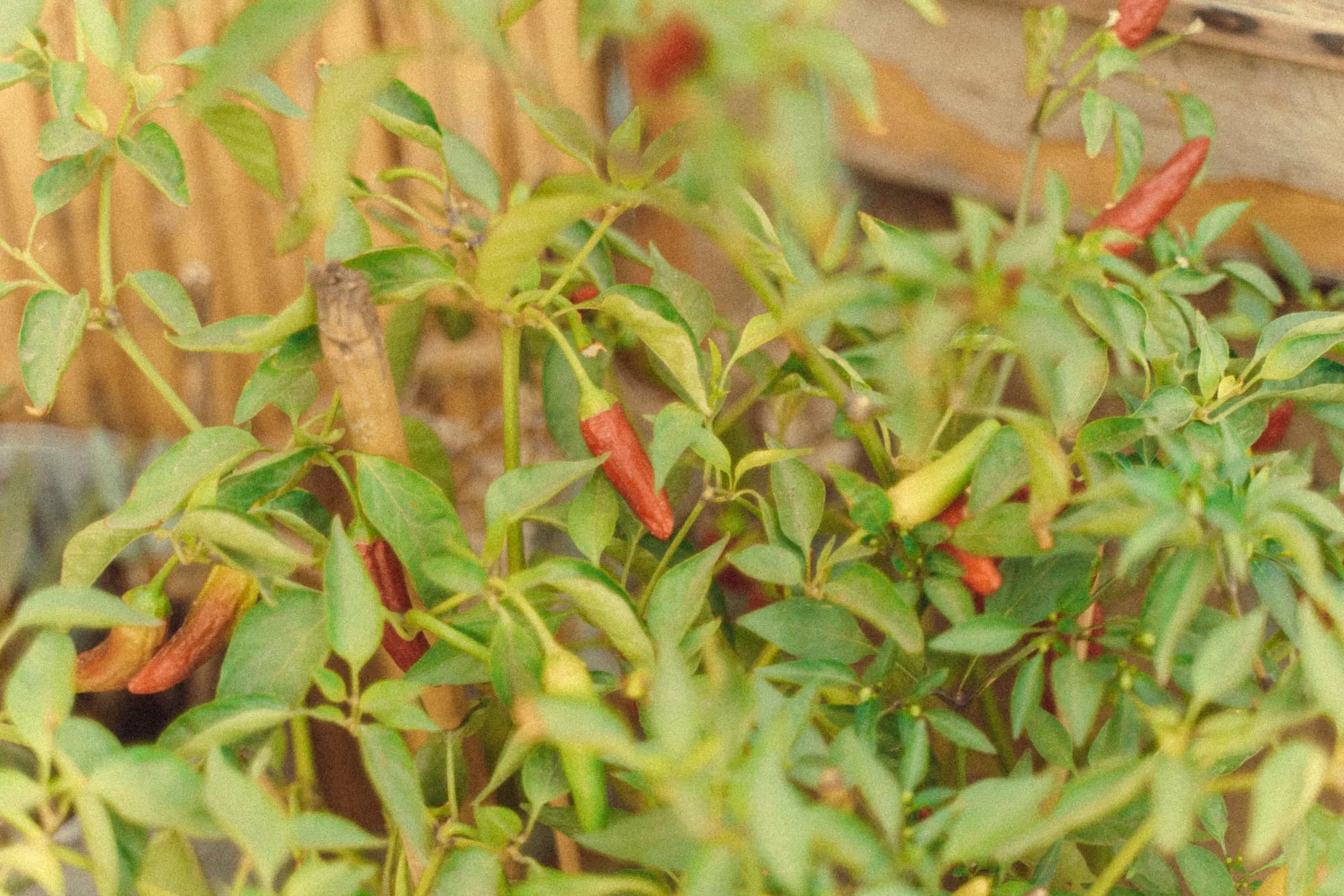 Bandanna Mykonos archival photo 1