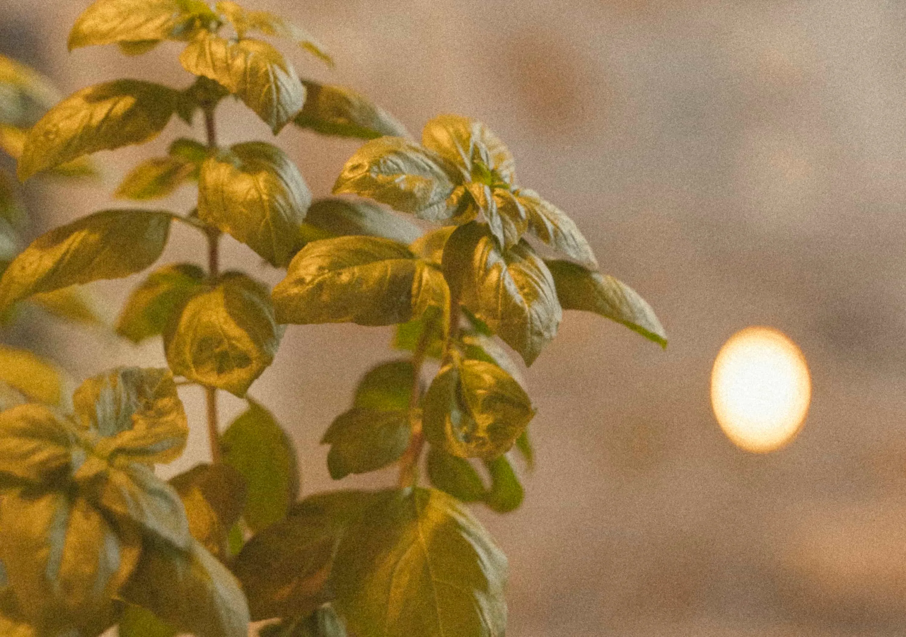 Bandanna Mykonos archival photo 3