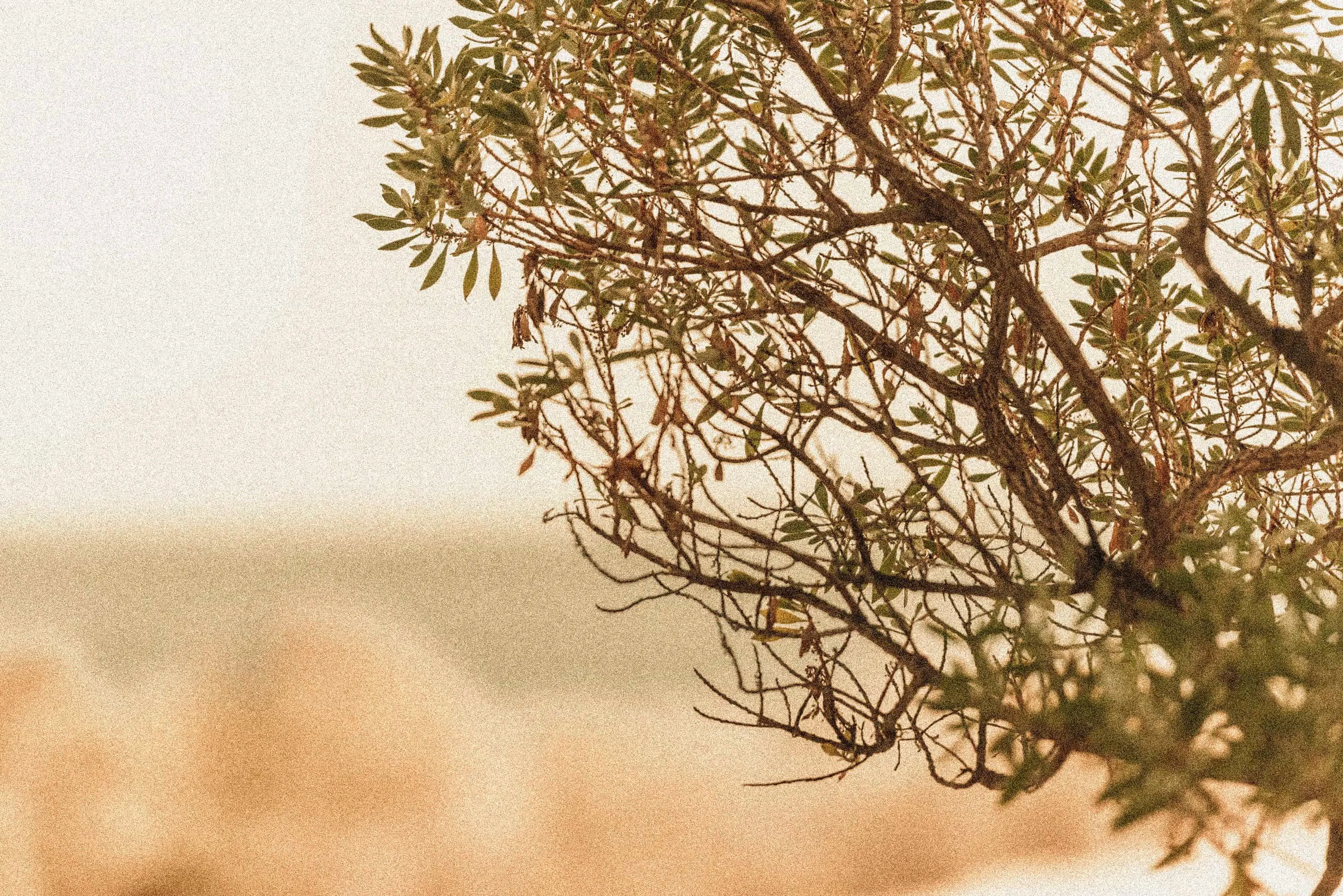 Island Disco Supperclub